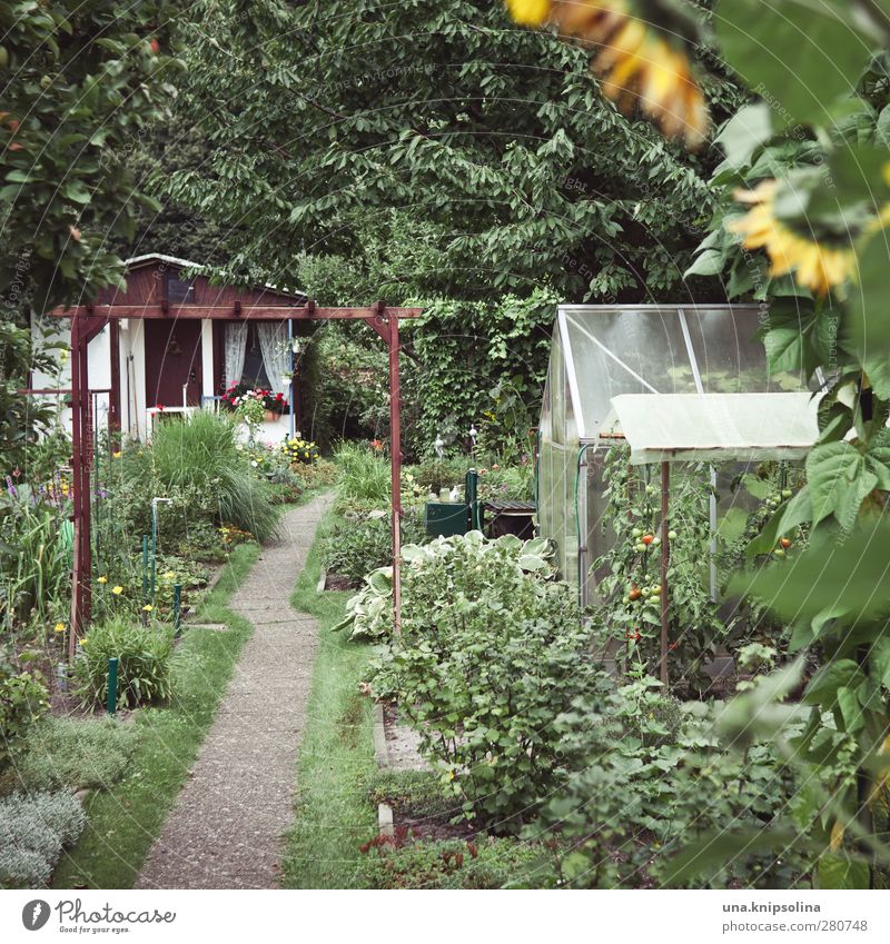 wer im glashaus sitzt.. Freizeit & Hobby Garten Umwelt Natur Pflanze Baum Blume Sonnenblume Gartenhaus Gewächshaus Blühend Wachstum natürlich viele wild grün