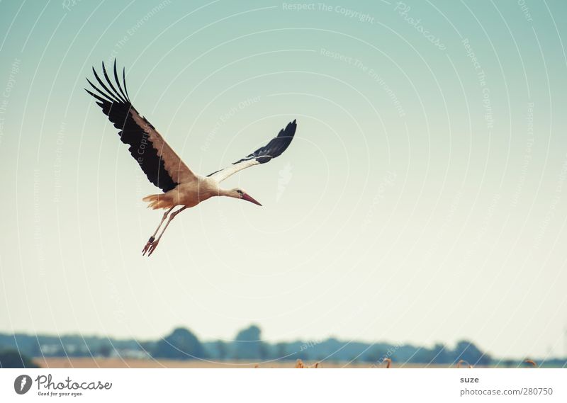 wenn er ... Glück Umwelt Natur Tier Himmel Wolkenloser Himmel Sommer Schönes Wetter Feld Vogel Flügel Zeichen fliegen blau gelb Optimismus Hoffnung Wunsch