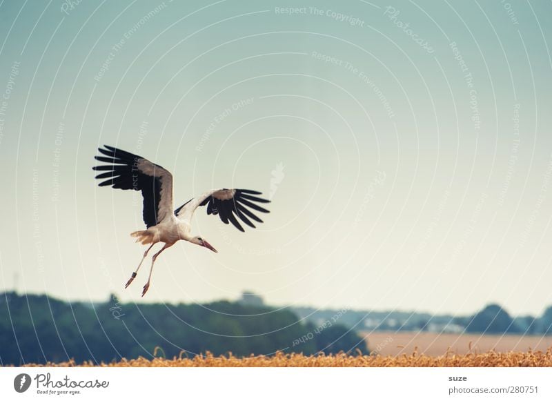 Storch ... Glück Umwelt Natur Landschaft Tier Himmel Wolkenloser Himmel Sommer Schönes Wetter Feld Vogel Flügel Zeichen fliegen blau gelb Optimismus Hoffnung