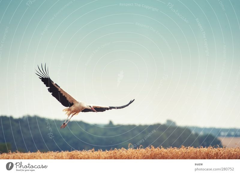 einer einen ... Glück Umwelt Natur Landschaft Tier Himmel Wolkenloser Himmel Sommer Schönes Wetter Feld Vogel Flügel Zeichen fliegen blau gelb Optimismus