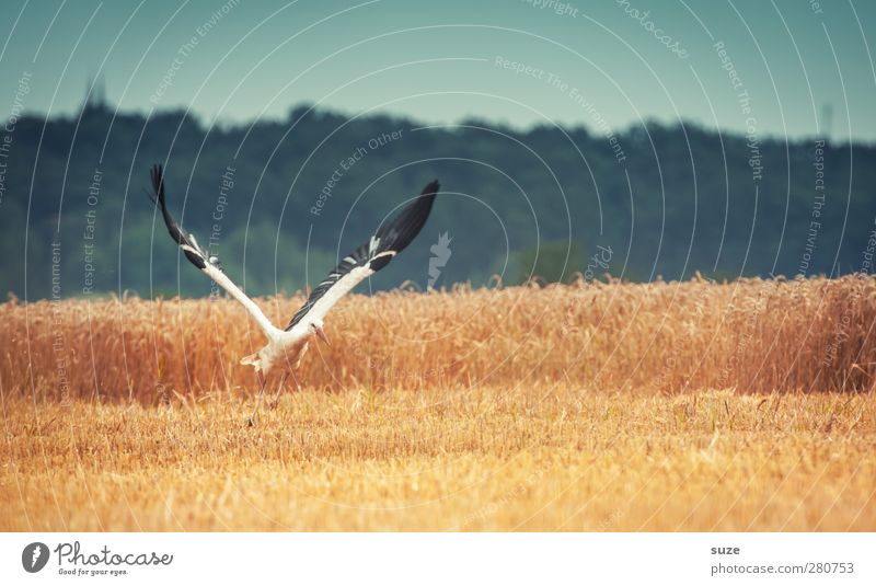 mir doch ... Glück Umwelt Natur Landschaft Tier Himmel Sommer Schönes Wetter Feld Vogel Flügel Zeichen fliegen blau gelb Hoffnung Wunsch Storch Feder