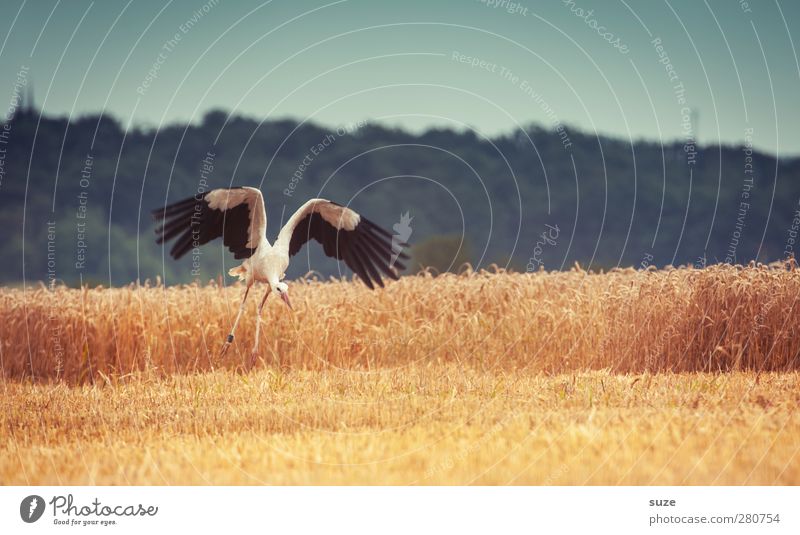 Da brat ... Glück Umwelt Natur Landschaft Tier Himmel Wolkenloser Himmel Sommer Schönes Wetter Feld Wildtier Vogel Flügel 1 Zeichen fliegen blau gelb Optimismus