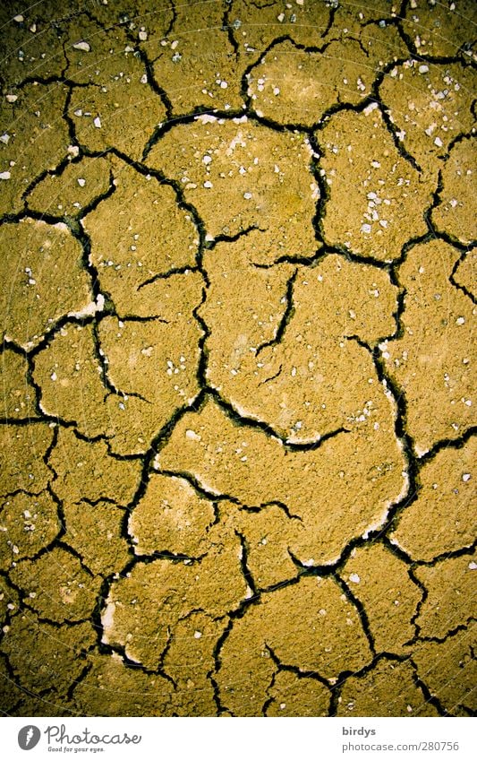 Klimawandel Erde Dürre dehydrieren bedrohlich braun Zukunftsangst Endzeitstimmung Krise Natur Überleben Umweltverschmutzung Wandel & Veränderung Riss