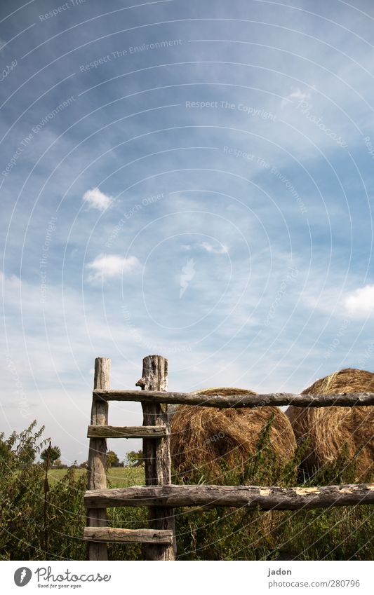 der weg nach oben. Gartenarbeit Landwirtschaft Forstwirtschaft Natur Landschaft Himmel Wolken Sommer Gras Feld Bauwerk Wege & Pfade Holz kaputt blau grün