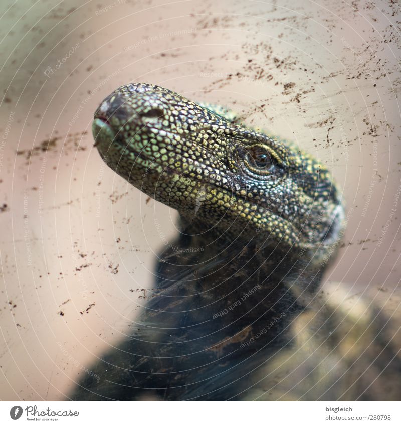 auf der anderen Seite der Scheibe II Tiergesicht Schuppen Aquarium Echsen Echsenauge Warane 1 schaukeln braun grün Neugier Farbfoto Innenaufnahme Menschenleer