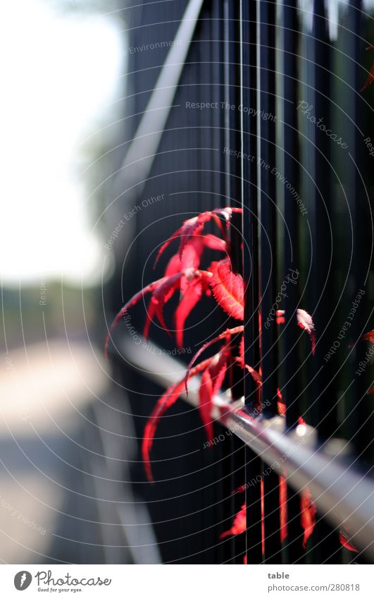 rauskucken . . . Garten Zaun Umwelt Natur Pflanze Sonne Sonnenlicht Herbst Schönes Wetter Sträucher Blatt Grünpflanze Metall leuchten Wachstum rot schwarz weiß