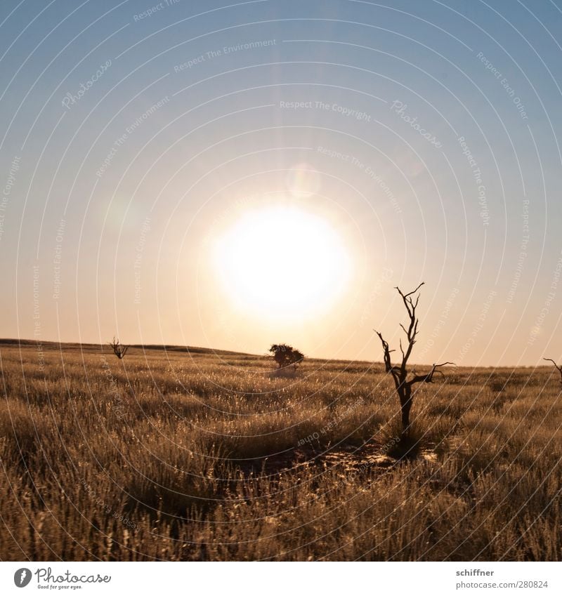 Wo geht's hier zum Sundowner? Umwelt Natur Landschaft Wolkenloser Himmel Sonne Sonnenaufgang Sonnenuntergang Sonnenlicht Dürre Gras Wüste trocken Steppe