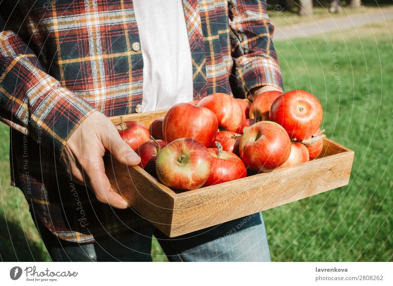 Mann im karierten Hemd mit Holzkiste und Bio-Äpfeln Apfel pflücken gesichtslos Gras Herbst Hand Vegetarische Ernährung Diät Landwirtschaft Ernte Tablett Kasten