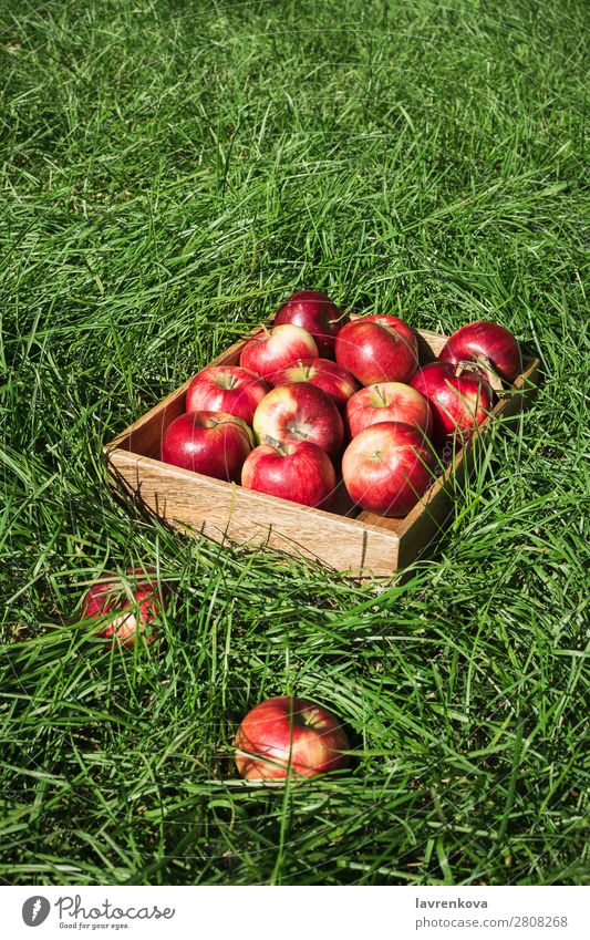 Flachlegen mit frischen reifen roten Äpfeln in einer Holzkiste Jahreszeiten Sommer Herbst Apfel flache Verlegung Gras Kasten Landwirt Farbe Außenaufnahme Diät