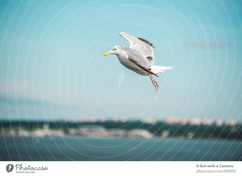 voll Bremsung Tier Wildtier Vogel 1 Bewegung frei frisch blau Möwe Meer Küste Schweben Fliege Farbfoto Außenaufnahme Menschenleer Textfreiraum links