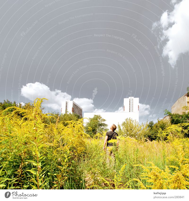 goldsuche Mensch maskulin 1 Umwelt Natur Pflanze Blume Sträucher Wiese Stadt Haus Hochhaus Architektur Fassade stehen bewachsen gelb Berlin Sommer