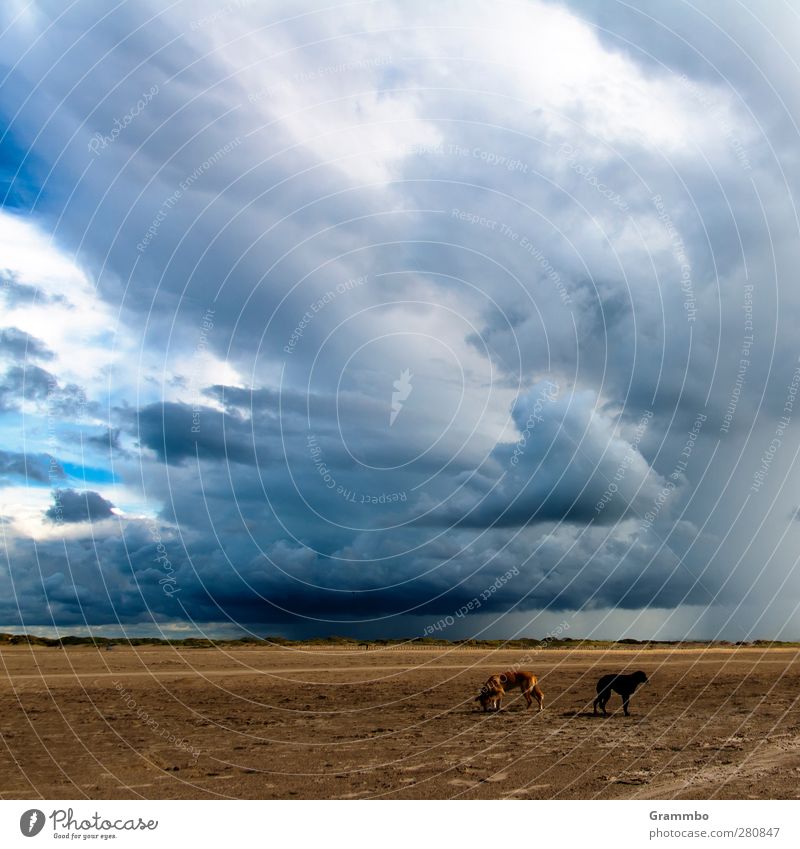 Im Anzug Unwetter Tier Hund 2 bedrohlich Strand Gewitterwolken Landkreis Regen Farbfoto Außenaufnahme Tag