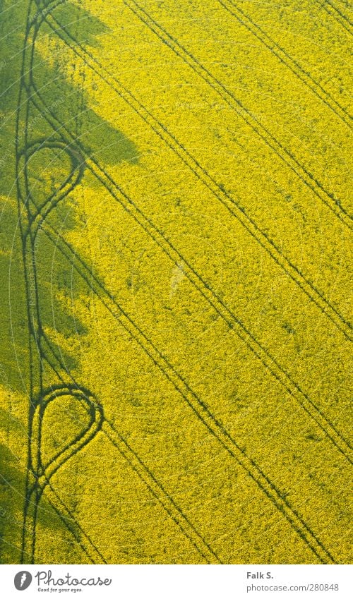 [Raps]ody with loops Umwelt Pflanze Sonnenlicht Frühling Feld Landwirtschaft Spuren Wege & Pfade einfach Unendlichkeit Wärme gelb Warmherzigkeit ruhig fleißig