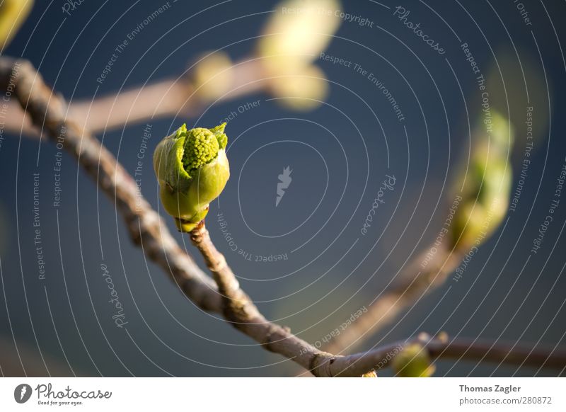 Awakening Umwelt Natur Pflanze Sonnenlicht Frühling Schönes Wetter Blatt Blüte Grünpflanze Feld Wald Alpen Holz Blühend Duft dünn fantastisch frisch schön blau