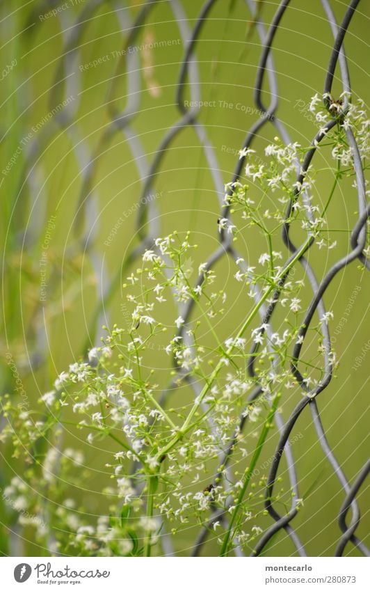 Geschlingel Umwelt Natur Pflanze Sommer Blume Gras Blüte Grünpflanze Wildpflanze Zaun dünn authentisch einfach frisch natürlich trocken wild grün Farbfoto