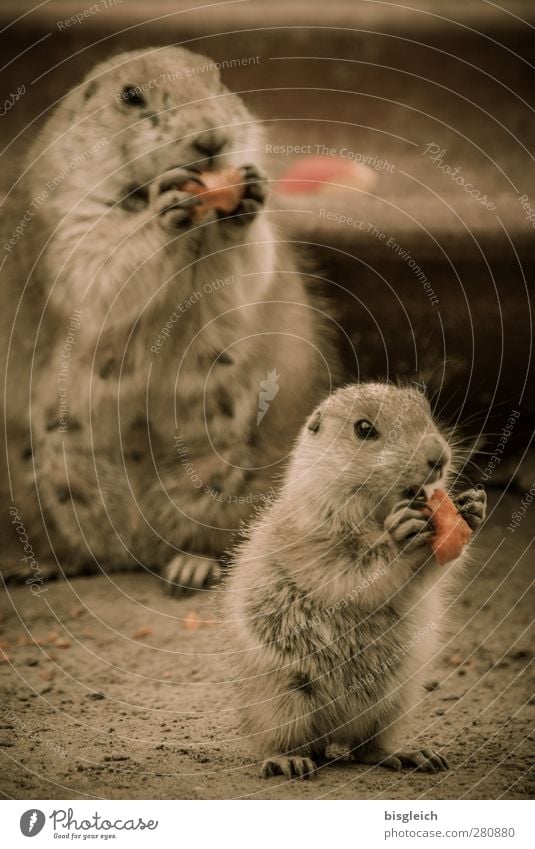 Möhrchen I Möhre Zoo Tier Präriehund 2 Fressen stehen braun rot HP PrÃ¤riehunde schön niedlich Appetit & Hunger Stadt Essen Farbfoto Außenaufnahme Menschenleer