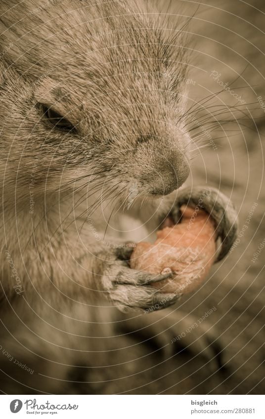 Möhrchen II Möhre Tier Tiergesicht Fell Krallen Pfote Zoo Präriehund 1 Fressen braun rot HP PrÃ¤riehunde schön niedlich Appetit & Hunger Speise Farbfoto