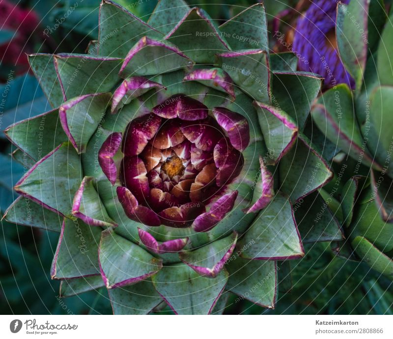 Struktur einer Artischocke Gesundheit harmonisch Garten Umwelt Natur Pflanze Herbst Blume Blatt Blüte Grünpflanze Nutzpflanze exotisch Wiese Feld Diät Blühend