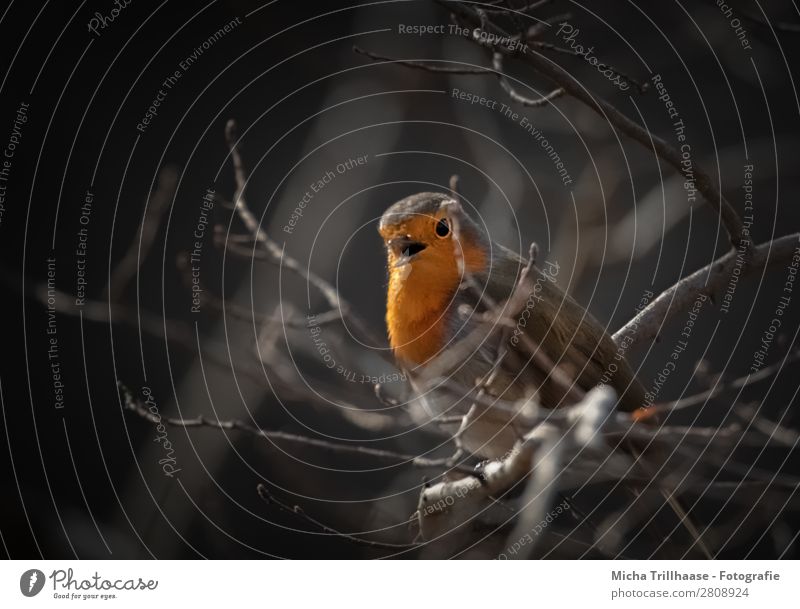 Singendes Rotkehlchen Natur Tier Sonnenlicht Schönes Wetter Baum Zweige u. Äste Wildtier Vogel Tiergesicht Flügel Schnabel Auge Feder 1 beobachten leuchten