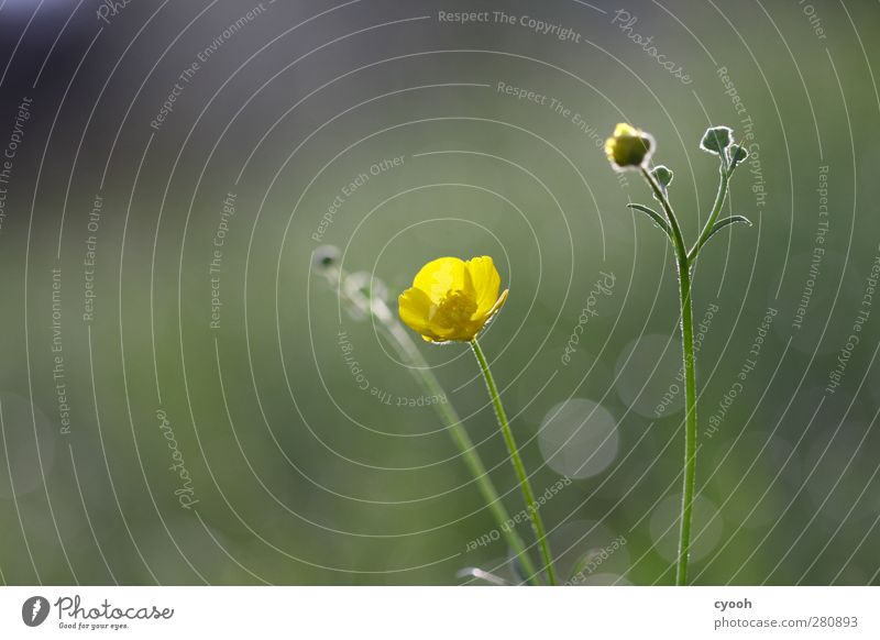 Farbfleck Natur Pflanze Frühling Sommer Blume Blüte gelb Hahnenfuß Unschärfe Blütenknospen Blühend leuchten ruhig Gleichgewicht Leben Lebenskraft sanft schön