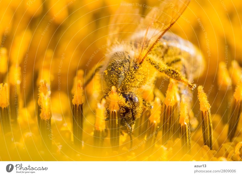 Honey bee covered with yellow pollen collecting sunflower nectar Sommer Umwelt Natur Tier Sonne Frühling Klima Klimawandel Wetter Schönes Wetter Wärme Blume