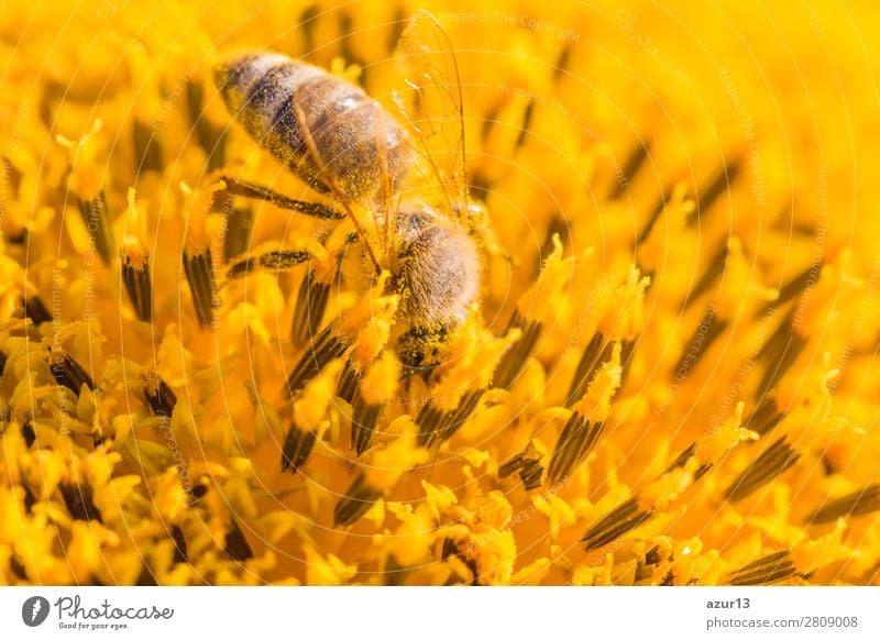 Honey bee covered with yellow pollen collecting sunflower nectar Sommer Umwelt Natur Tier Sonne Frühling Klima Klimawandel Wetter Schönes Wetter Wärme Blume