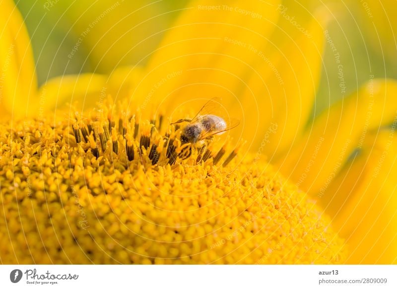 Honey bee covered with yellow pollen collecting sunflower nectar Sommer Umwelt Natur Tier Sonne Frühling Klima Klimawandel Wetter Schönes Wetter Wärme Blume