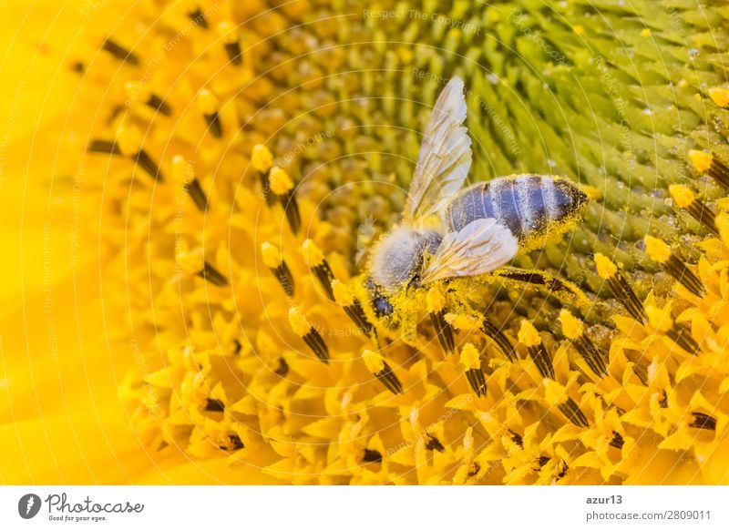 Honey bee covered with yellow pollen collecting sunflower nectar Sommer Umwelt Natur Tier Sonne Frühling Klima Klimawandel Wetter Schönes Wetter Wärme Blume