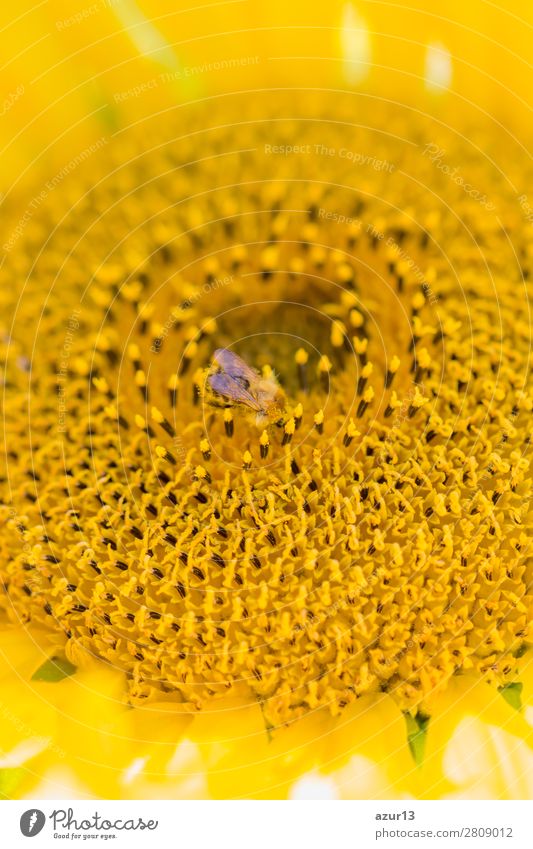 Honey bee covered with yellow pollen collecting sunflower nectar Sommer Umwelt Natur Tier Sonne Frühling Klima Klimawandel Wetter Schönes Wetter Wärme Blume