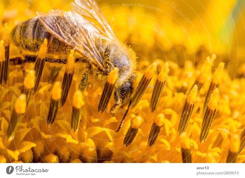 Honey bee covered with yellow pollen collecting sunflower nectar Sommer Umwelt Natur Tier Sonne Frühling Klima Klimawandel Wetter Schönes Wetter Wärme Blume