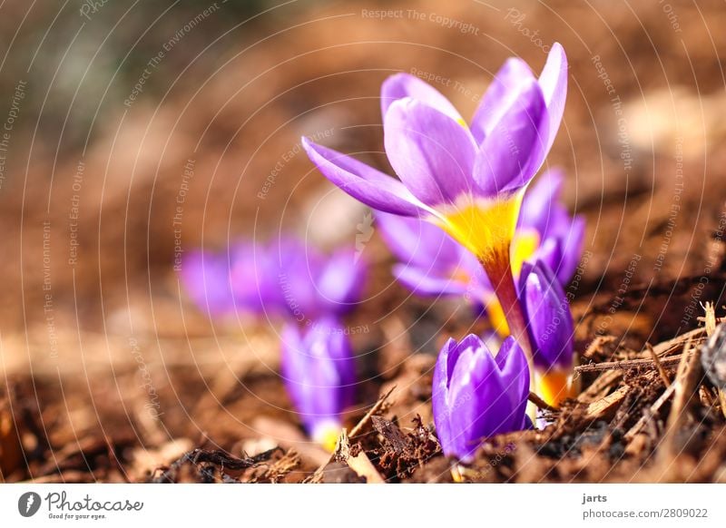 frühling Natur Pflanze Frühling Schönes Wetter Blume Blüte Garten Park Blühend frisch natürlich neu gelb violett Frühlingsgefühle Vorfreude Krokusse klein