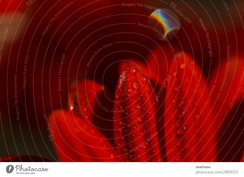 Gerbera mit Lensflare Lifestyle elegant Stil Natur Frühling Pflanze Blume Blütenblatt Pflanzenteile Korbblütengewächs Makroaufnahme Blendenfleck Wassertropfen