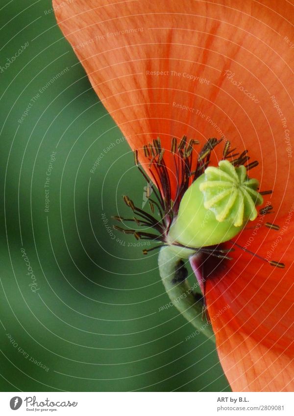 eigenwilliger Mohn Natur Pflanze Frühling Sommer Blume beobachten berühren Bewegung Blühend leuchten warten Duft elegant Erotik grün Farbfoto Außenaufnahme