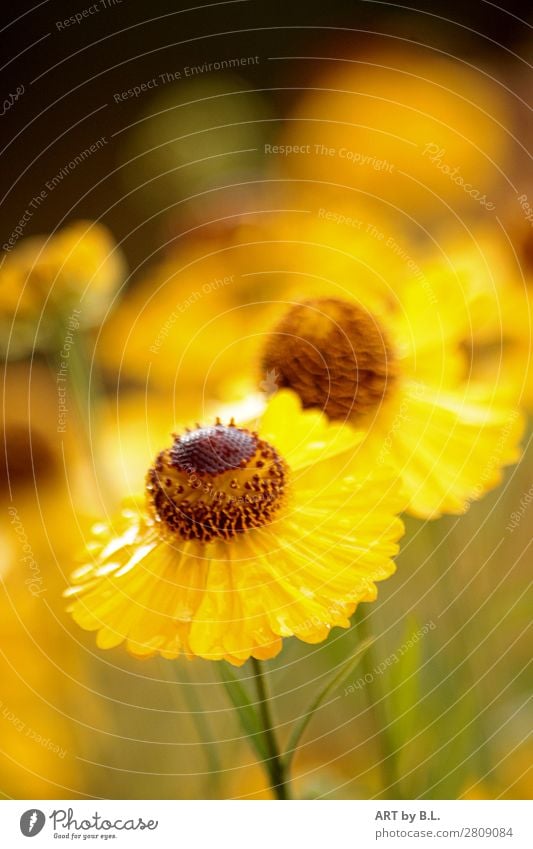 Sonnenbraut Natur Frühling Sommer Pflanze Blume Blüte Garten Stimmung Schutz Warmherzigkeit Farbfoto Außenaufnahme Detailaufnahme Textfreiraum oben Morgen Tag