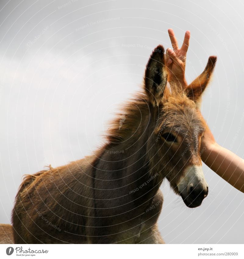 Eselsohren Arme Hand Finger Tier Nutztier 1 Zeichen frech Fröhlichkeit lustig braun grau Freude Lebensfreude böse hinterlistig Witz Farbfoto Außenaufnahme