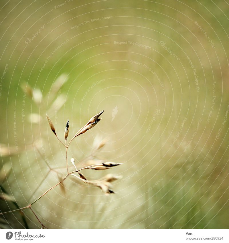 Krabbelgras Natur Pflanze Sommer Gras Gräserblüte Halm Wiese hell gelb grün Farbfoto Gedeckte Farben Außenaufnahme Textfreiraum rechts Tag Kontrast