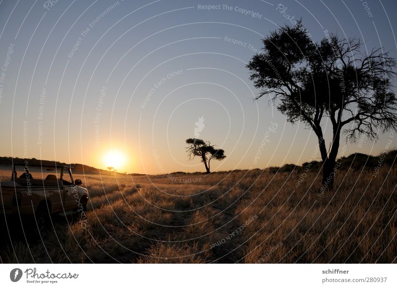 Sundowning Umwelt Natur Landschaft Pflanze Wolkenloser Himmel Sonne Sonnenaufgang Sonnenuntergang Sonnenlicht Baum Gras Wüste ruhig Steppe Silhouette Gegenlicht