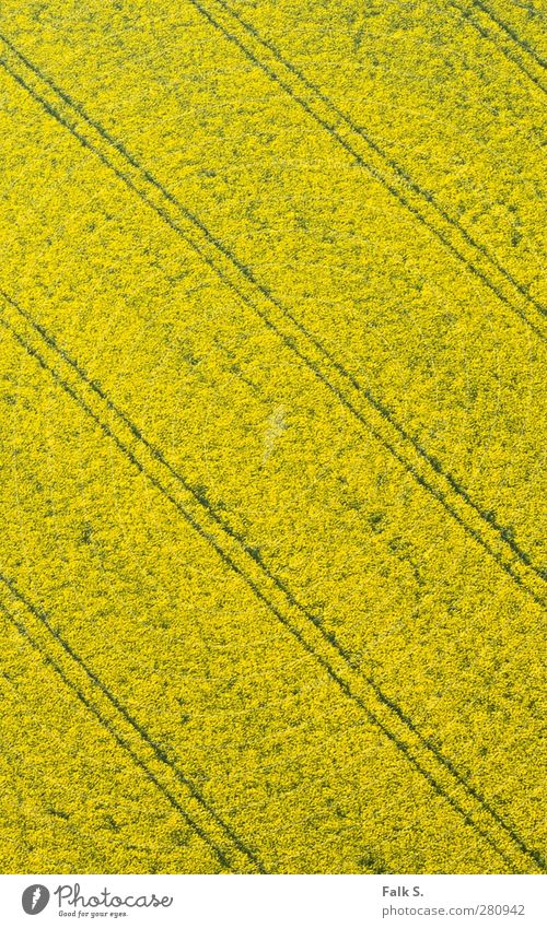 Präzision Landwirtschaft Forstwirtschaft Umwelt Frühling Schönes Wetter Pflanze Blüte Nutzpflanze Raps Rapsfeld Rapsanbau Feld einfach groß Unendlichkeit