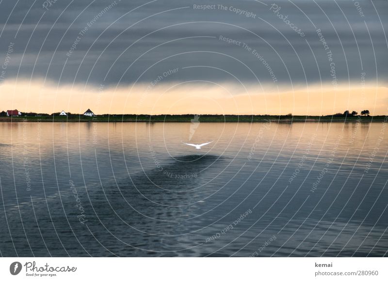 Hiddensee | Ein Schwan hebt ab Umwelt Natur Landschaft Tier Wasser Himmel Wolken Gewitterwolken Horizont Sonnenlicht Frühling Sommer schlechtes Wetter Unwetter