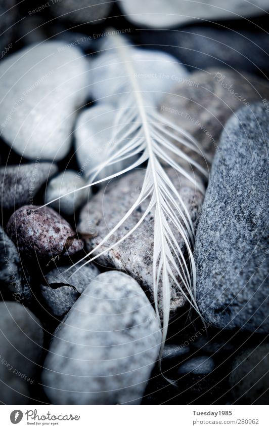 ich hatte schon bessere zeiten Umwelt Natur Tier Urelemente Sand Wasser Klimawandel Wetter Schönes Wetter ästhetisch schön kalt stark blau grau schwarz silber