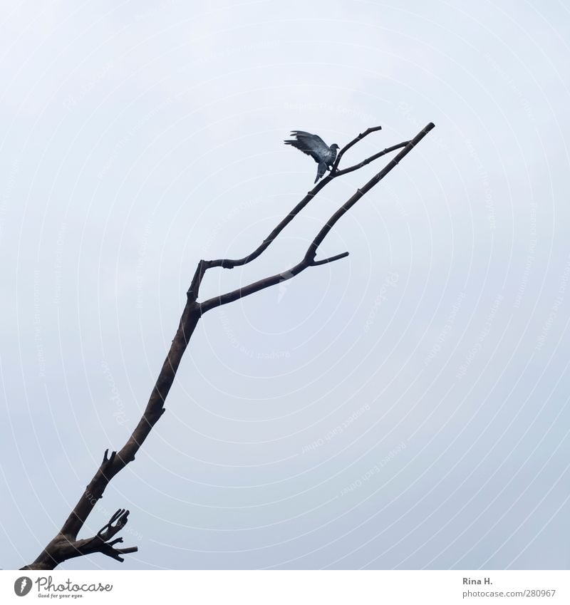 Landung Himmel schlechtes Wetter Tier Vogel Taube 1 fliegen hoch natürlich oben grau Beginn Bewegung Ast Zweige u. Äste kommen Gedeckte Farben Außenaufnahme