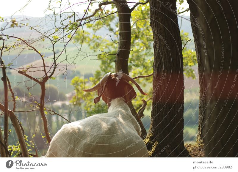 Ziegenbart von hinten... Umwelt Natur Landschaft Pflanze Sonne Sommer Schönes Wetter Baum Gras Sträucher Wald Tier Nutztier Fell 1 dick authentisch einzigartig