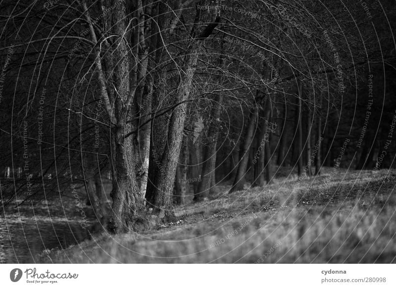 Am Seeufer Wohlgefühl Erholung ruhig wandern Umwelt Natur Landschaft Herbst Winter Baum Park Wiese Wald ästhetisch Einsamkeit erleben Idylle schön stagnierend