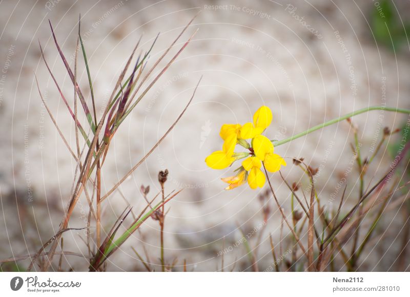 Yellow Umwelt Natur Pflanze Erde Sand Blume Sträucher Blüte Wildpflanze Küste Seeufer Flussufer Strand gelb Farbfoto Außenaufnahme Nahaufnahme Detailaufnahme