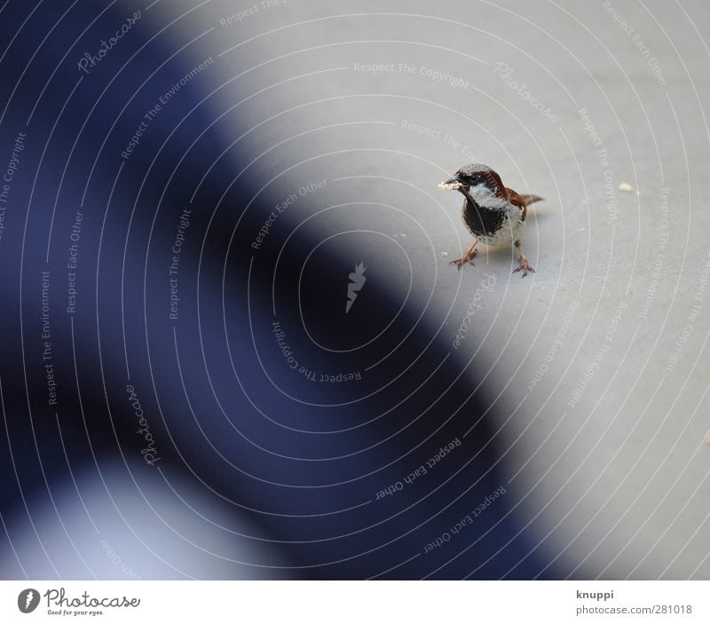 captain sparrow Sonnenlicht Sommer Schönes Wetter Tier Wildtier Vogel Flügel 1 Tierjunges beobachten Essen warten Spatz Singvögel Lebewesen blau schwarz braun