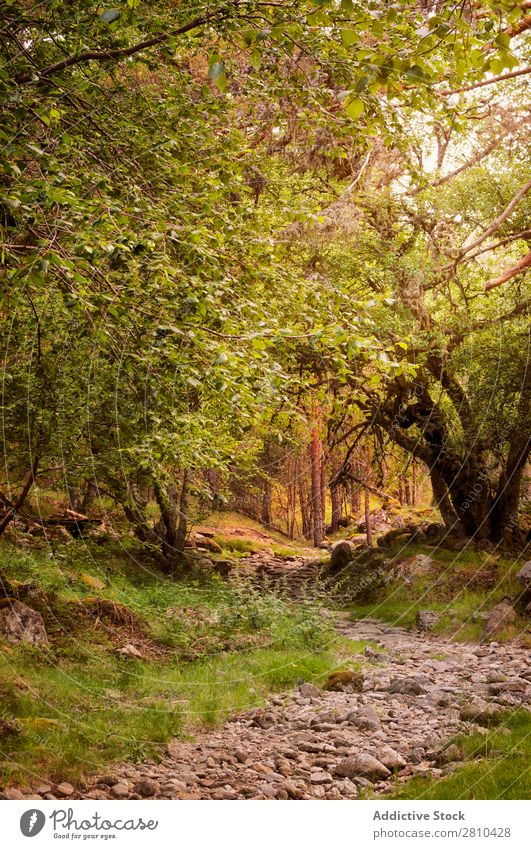 Felsiger Weg im alten Wald Straße Sonnenuntergang Wege & Pfade nach oben Kiefer Provence gehen Felsen Natur schön Menschenleer wandern Stein Sommer Farbe