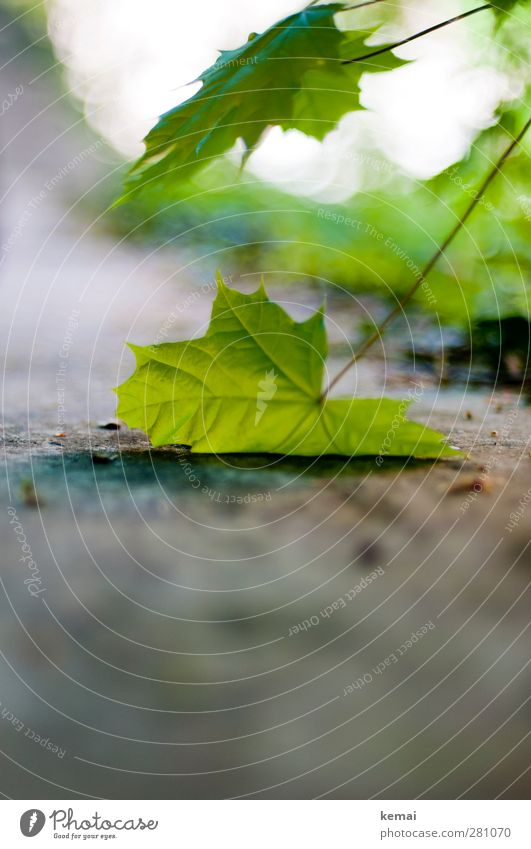 Plattgrün Umwelt Natur Pflanze Blatt Grünpflanze Wildpflanze Kastanienblatt Park Mauer Wand hängen liegen Wachstum frisch Farbfoto Außenaufnahme Nahaufnahme