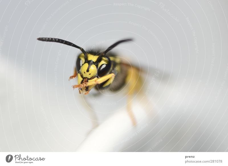 Vespula Umwelt Natur Tier Wildtier 1 gelb grau Wespen Insekt Kopf Fühler Facettenauge Makroaufnahme Nahaufnahme Farbfoto Außenaufnahme Menschenleer