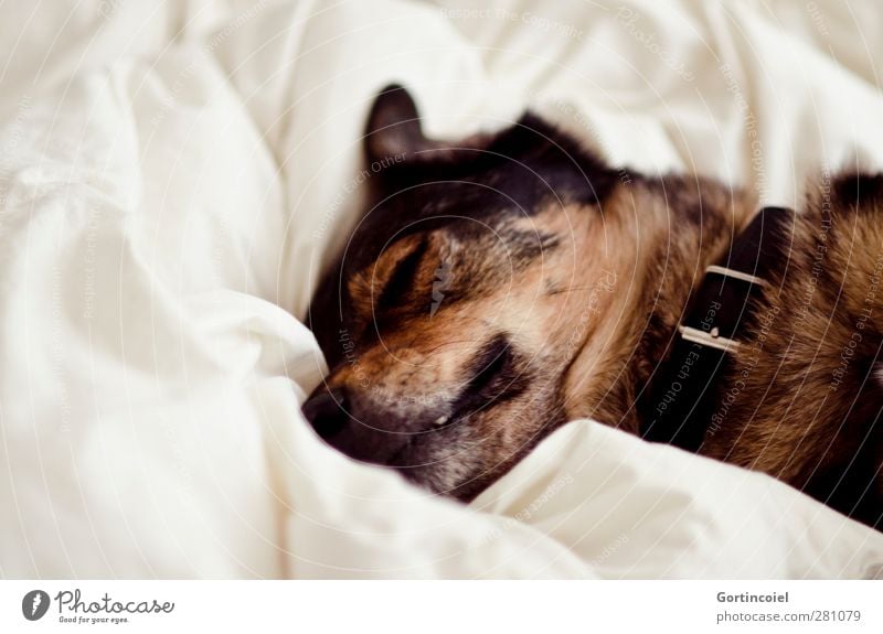 Quietscho Tier Haustier Hund Tiergesicht Fell 1 schlafen braun weiß Wolf Mischling Müdigkeit faulenzen Bettwäsche Bettlaken Hundehalsband Schnauze Farbfoto