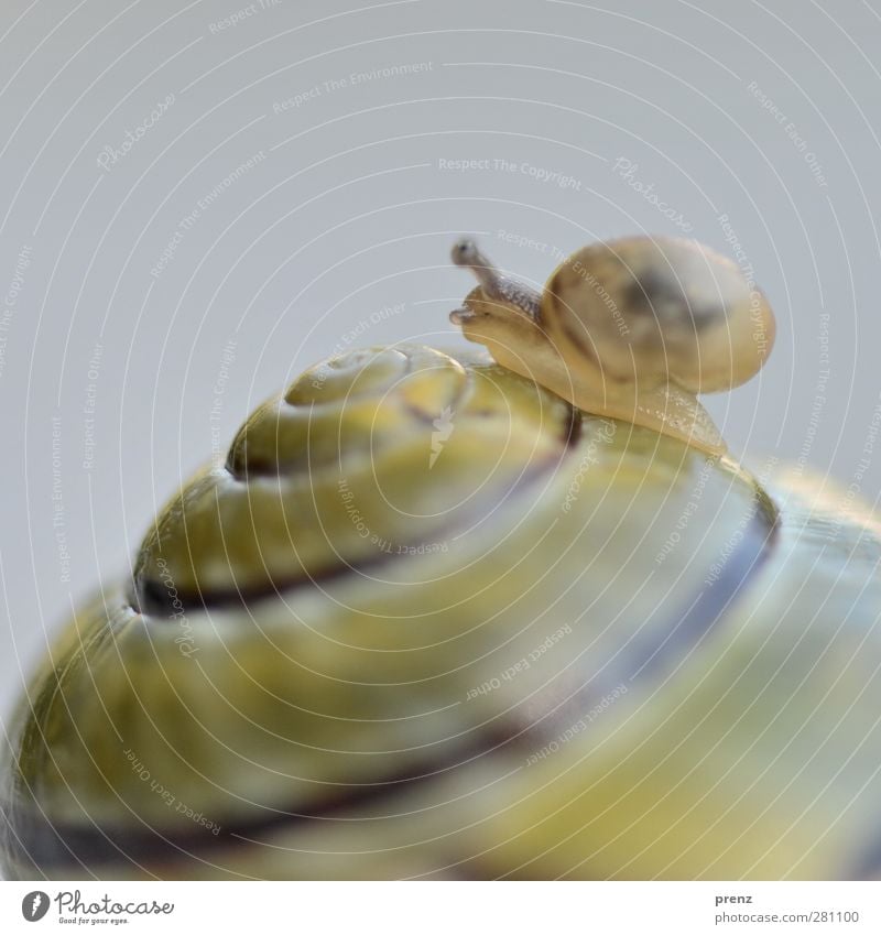 Schneck auf Schneck Umwelt Natur Tier Wildtier Schnecke 2 gelb grau Schneckenhaus krabbeln Klettern klein Farbfoto Außenaufnahme Menschenleer Textfreiraum oben